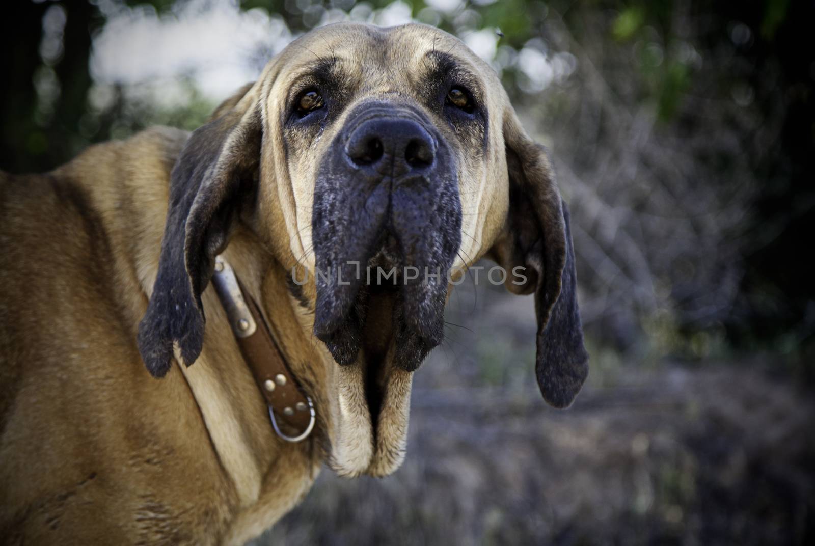 Dog hound in nature, detail of a domestic animal enjoying in nature