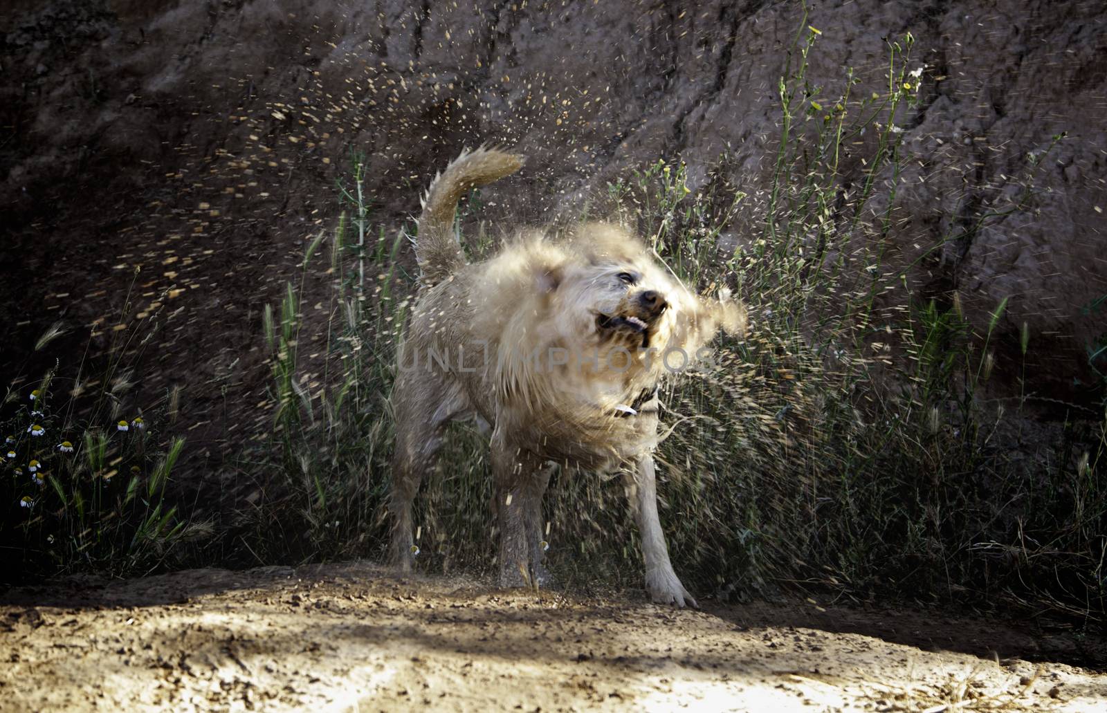 Dog shaking water, detail of a wet animal, enjoying and having fun