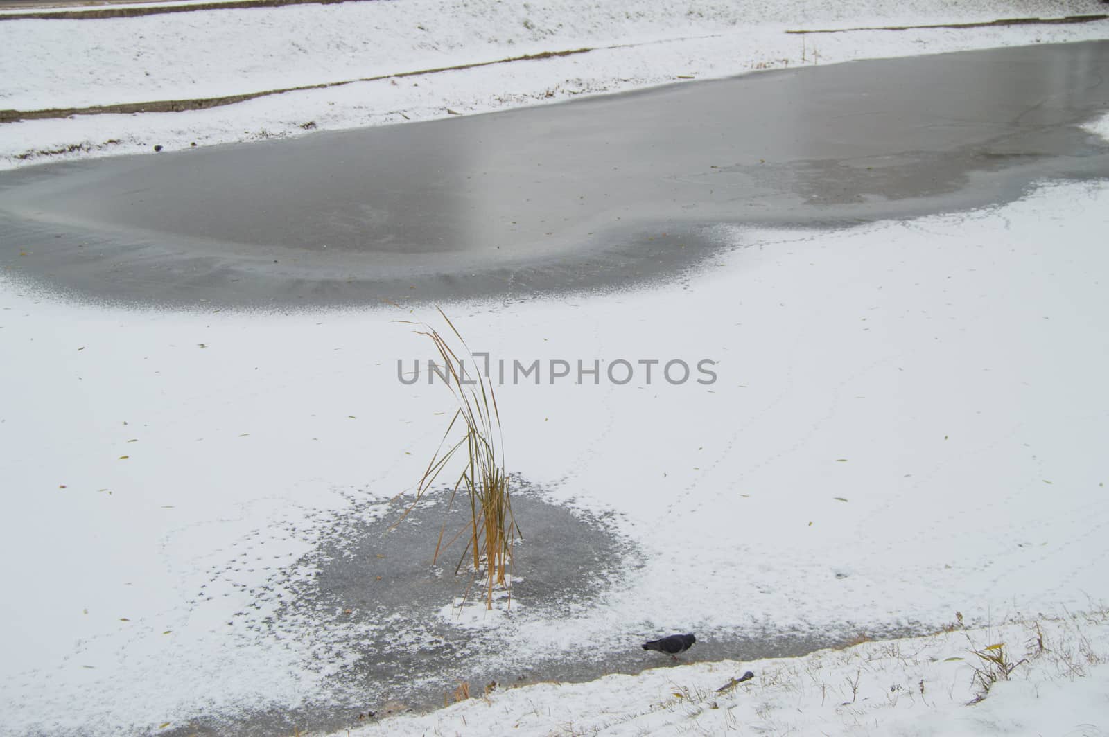 Frozen pond covered with the first snow in the city Park.