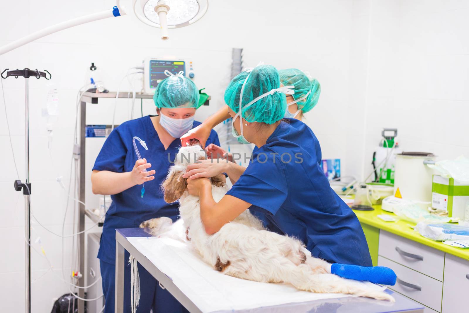 Veterinarian surgeons in operating room by HERRAEZ