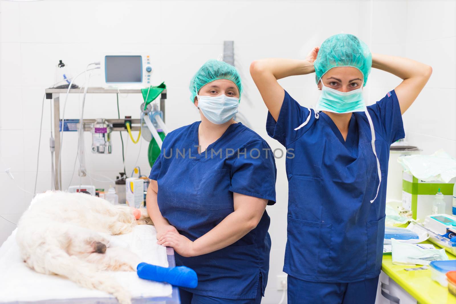 Veterinarian surgeons in operating room