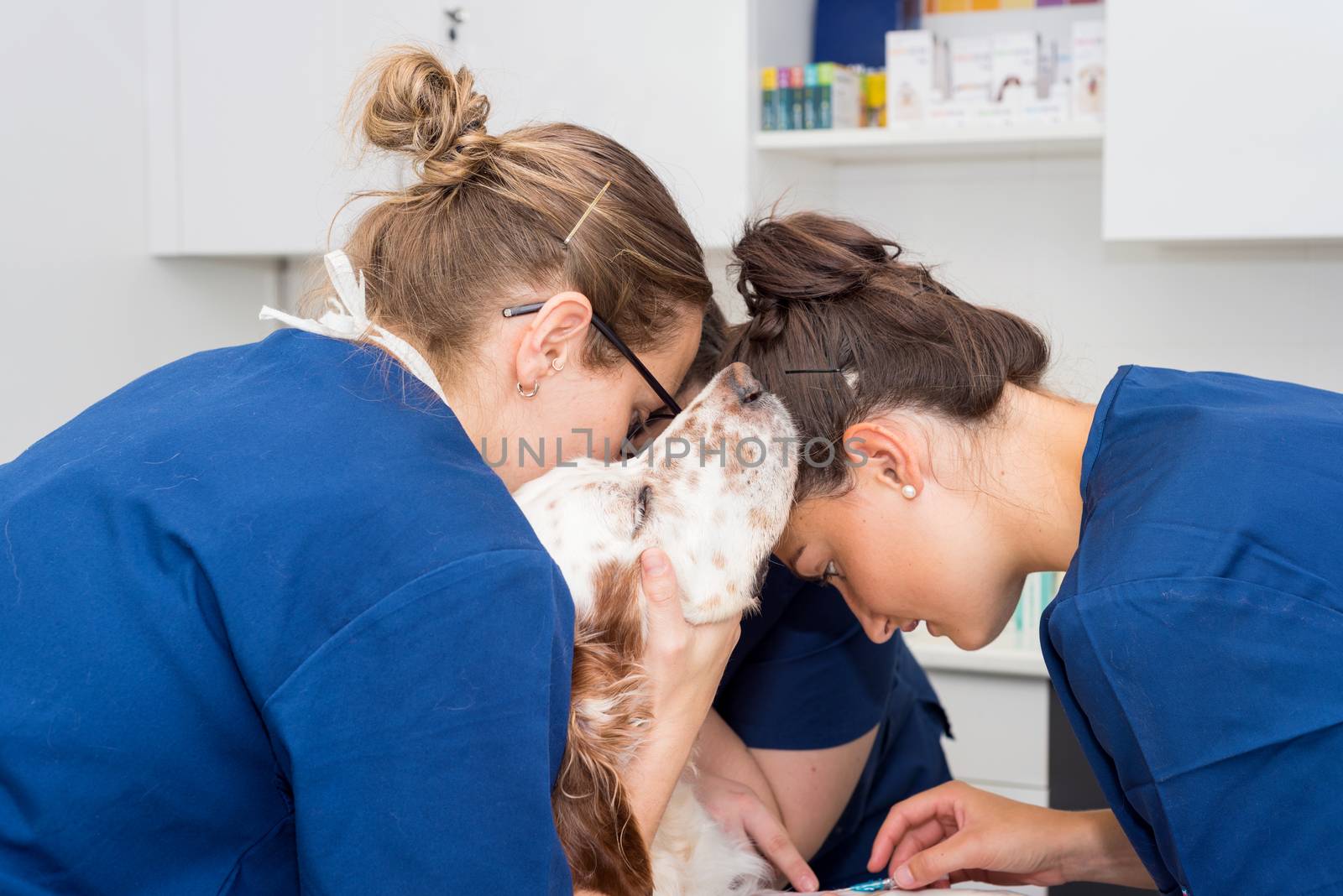Veterinary place an intravenous line in a dog