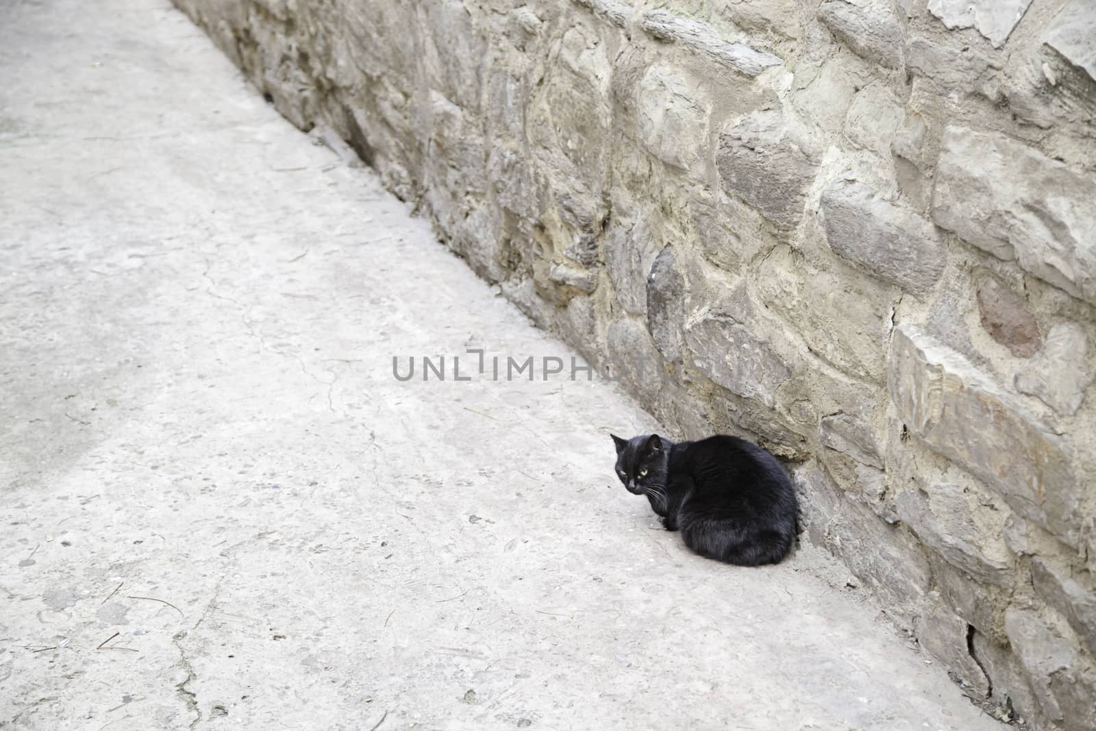 Black cat city, detail of animal in the city, abandoning
