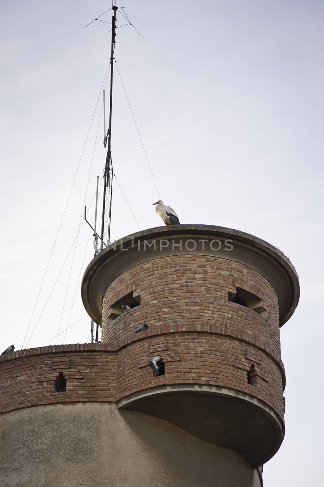 Stork in the city, great detail in the city bird, animal perched on a rooftop in the city