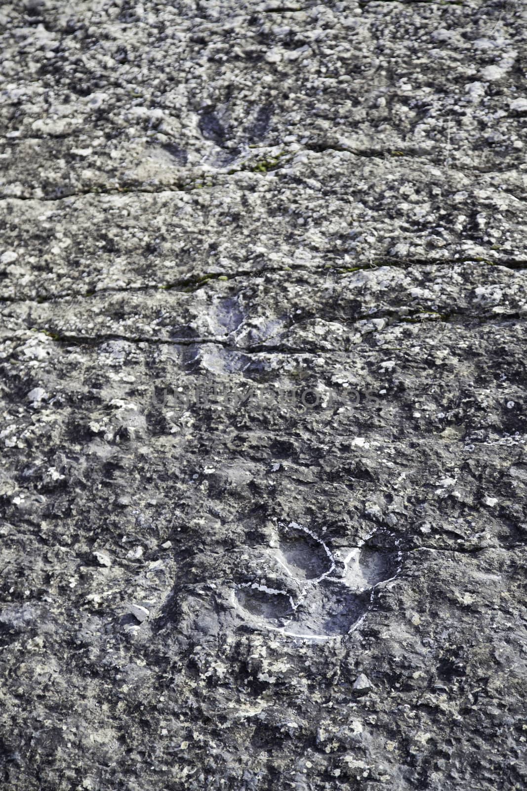 Dinosaur fossil footprints, detail of ancient prehistoric animal tracks, animal extinct
