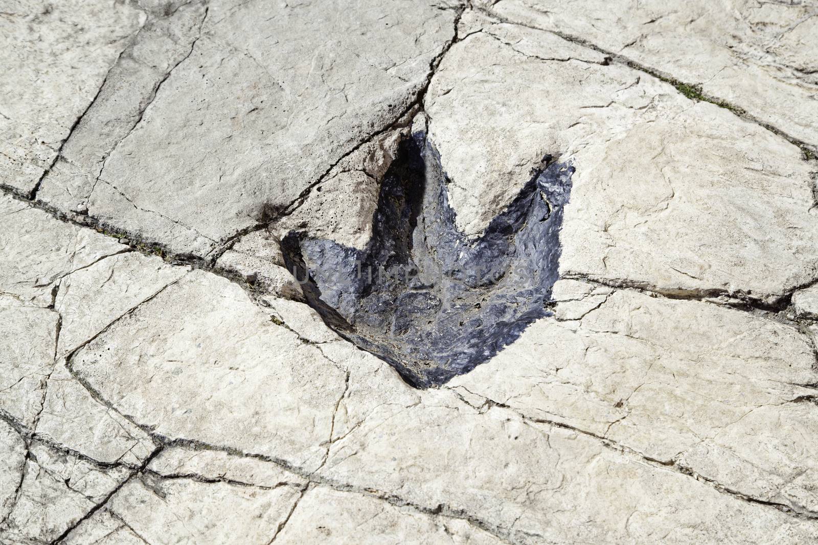 Fossilized dinosaur footprint by esebene