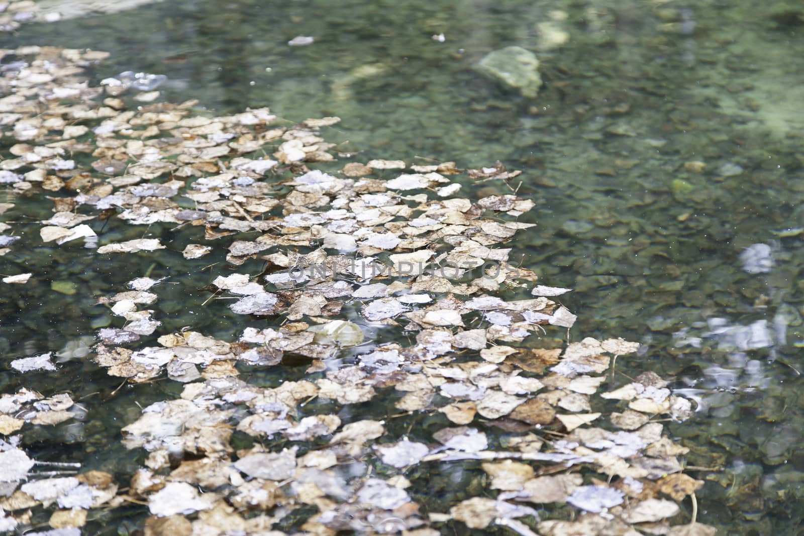Leaves in a pond, detail of an autumn scene