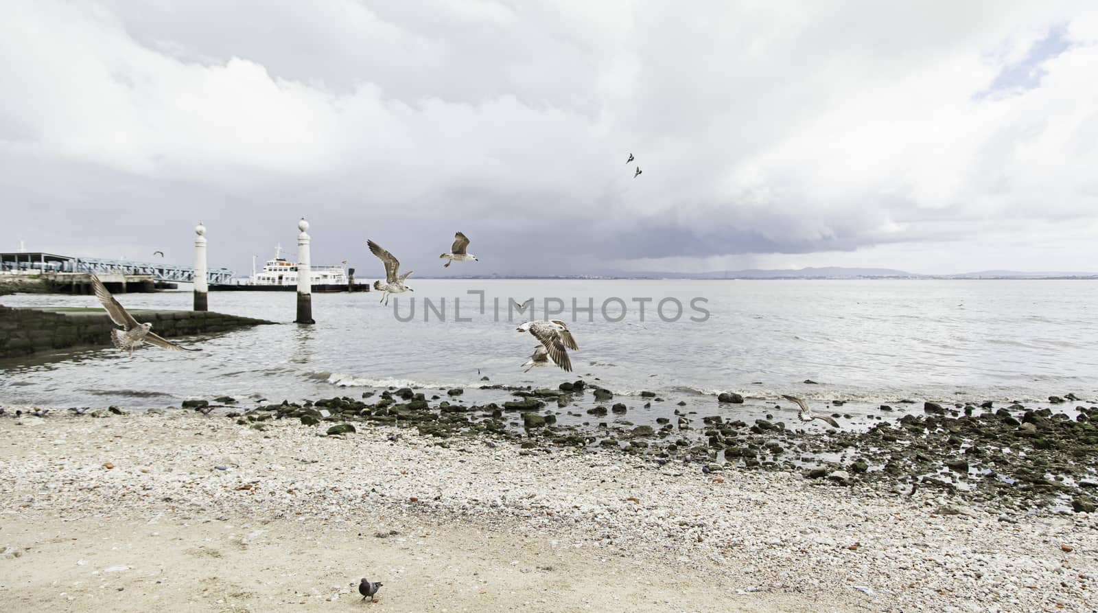 Seagull perched on a post in the sea by esebene