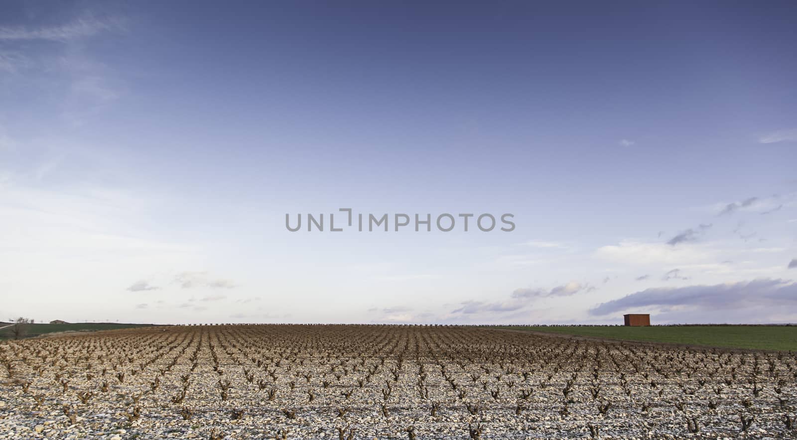 Grass in a field, detail of a planted field, agriculture and nature