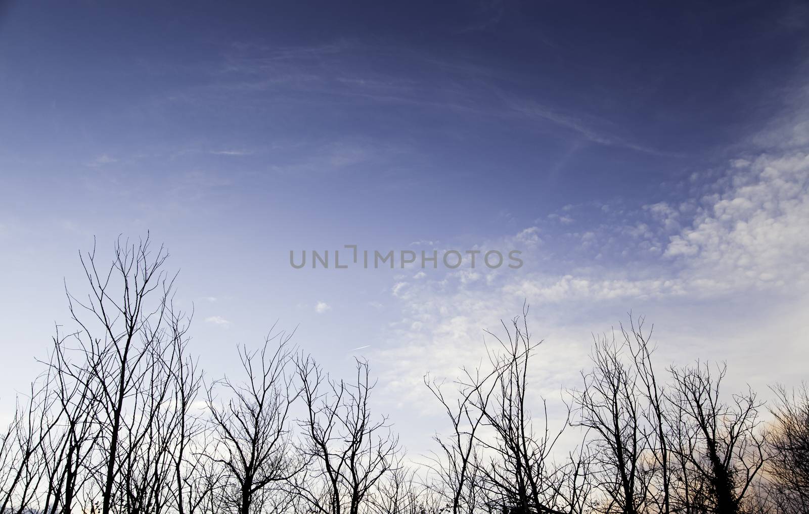 Tree branches backlit, detail of a tree in the field