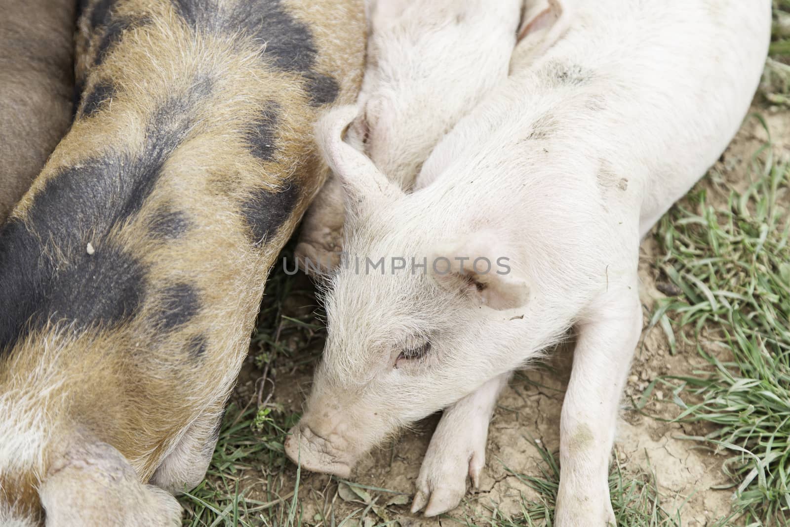 Small pigs on a farm by esebene