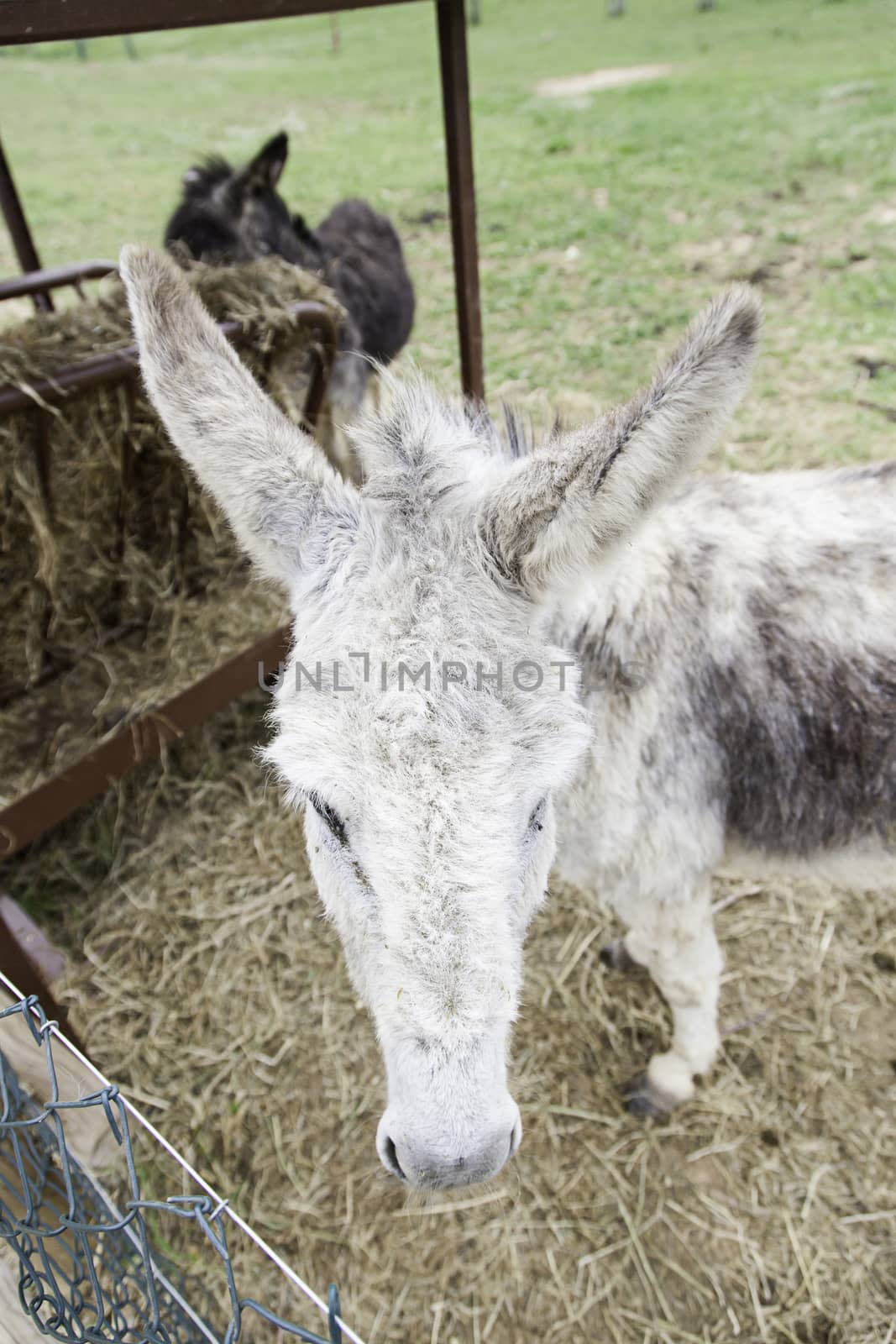 Donkey on a farm by esebene