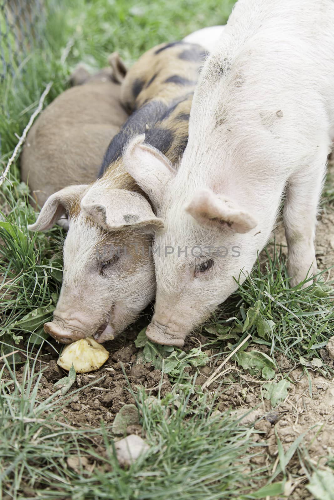 Small pigs on a farm by esebene