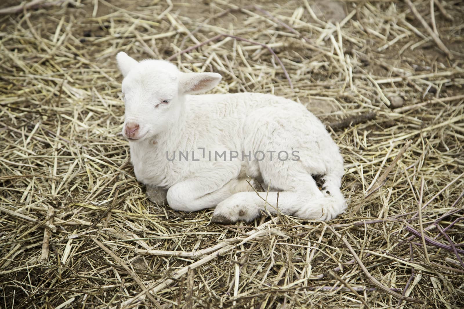 Lamb on a farm, detail of a mammal