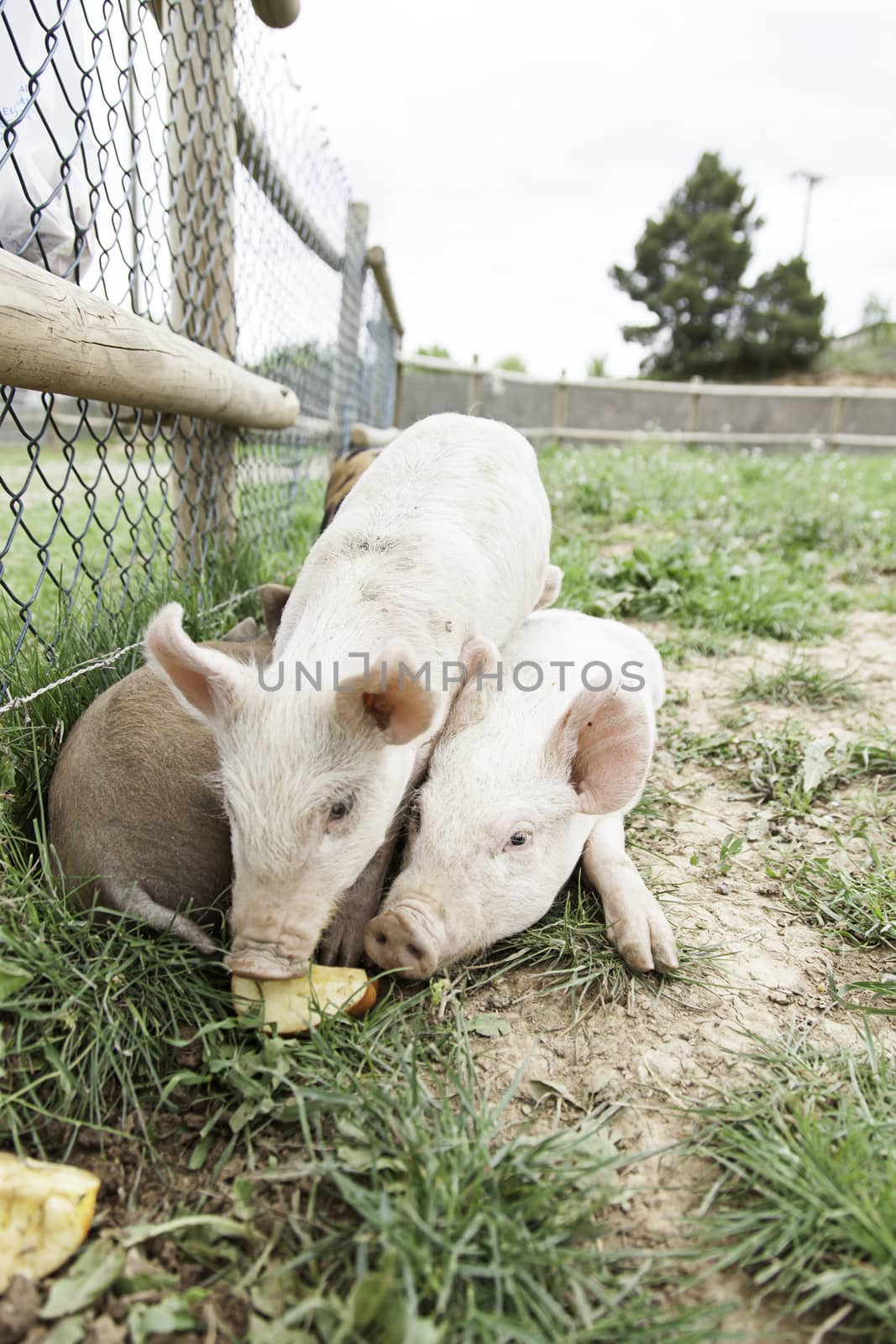 Small pigs on a farm, detail of mammals, wildlife