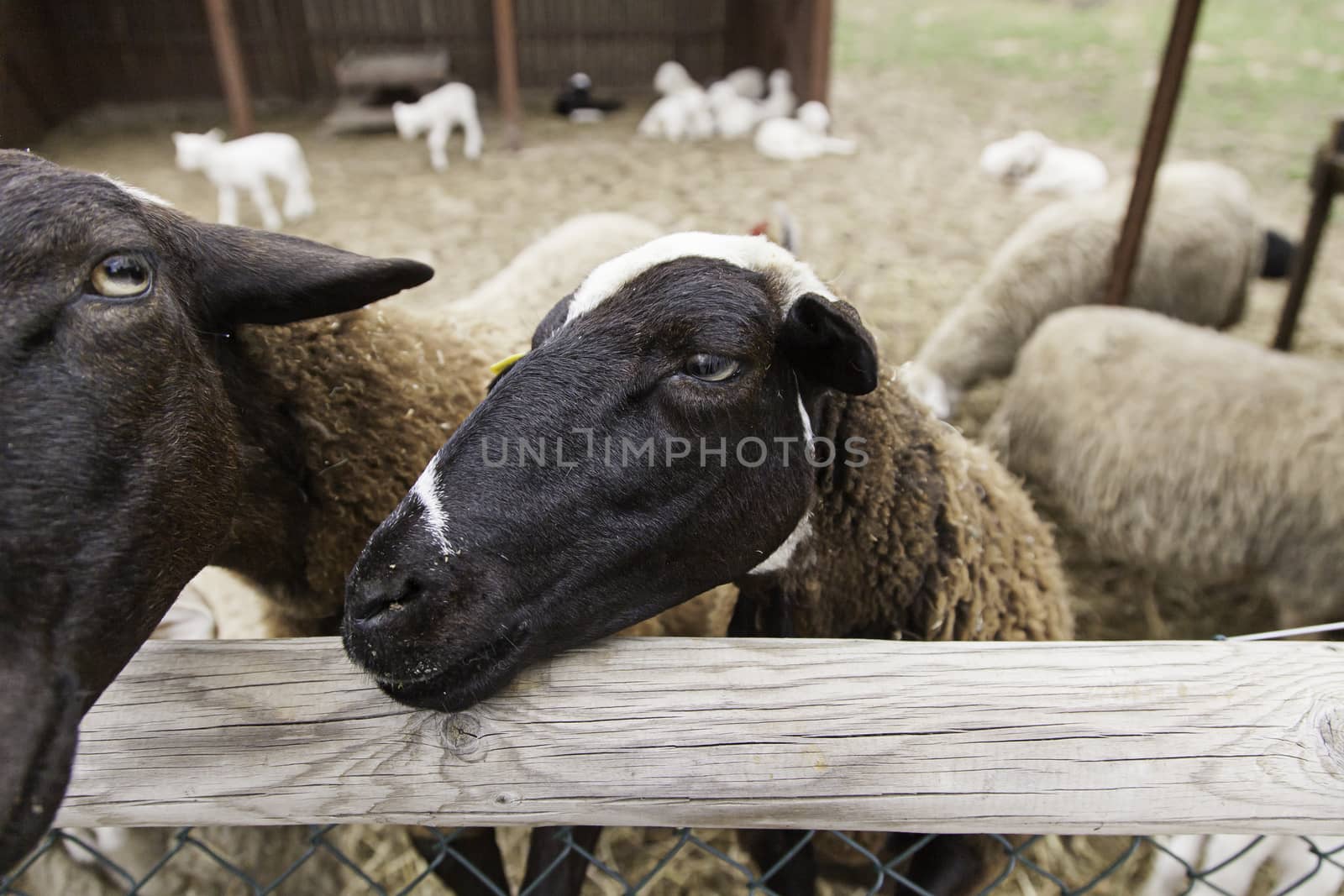 Sheep on a farm, detail of a mammal, farm animal, wool