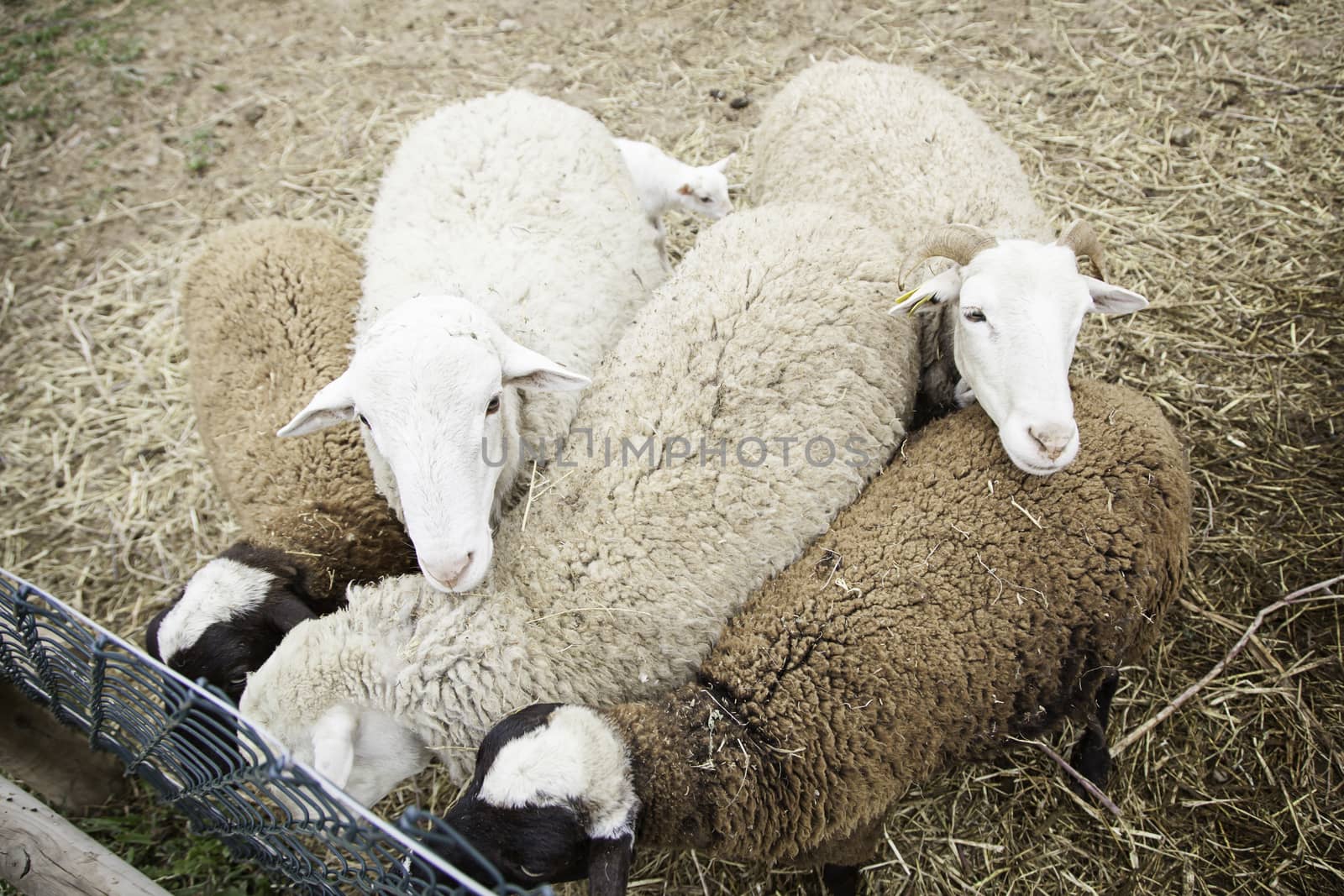 Sheep on a farm, detail of a mammal, farm animal, wool