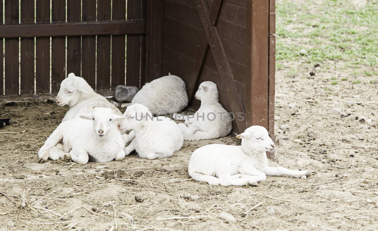 Sheep on a farm, detail of a mammal, farm animal, wool