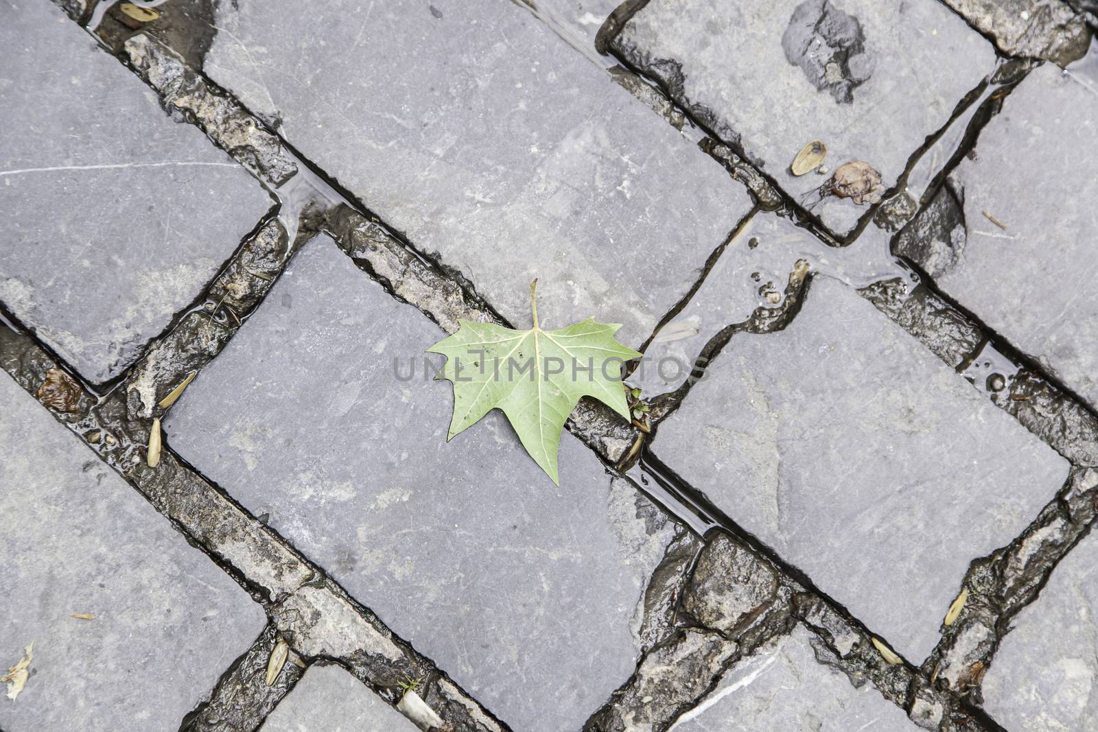 Ancient cobblestone floor, detail of a land in the city