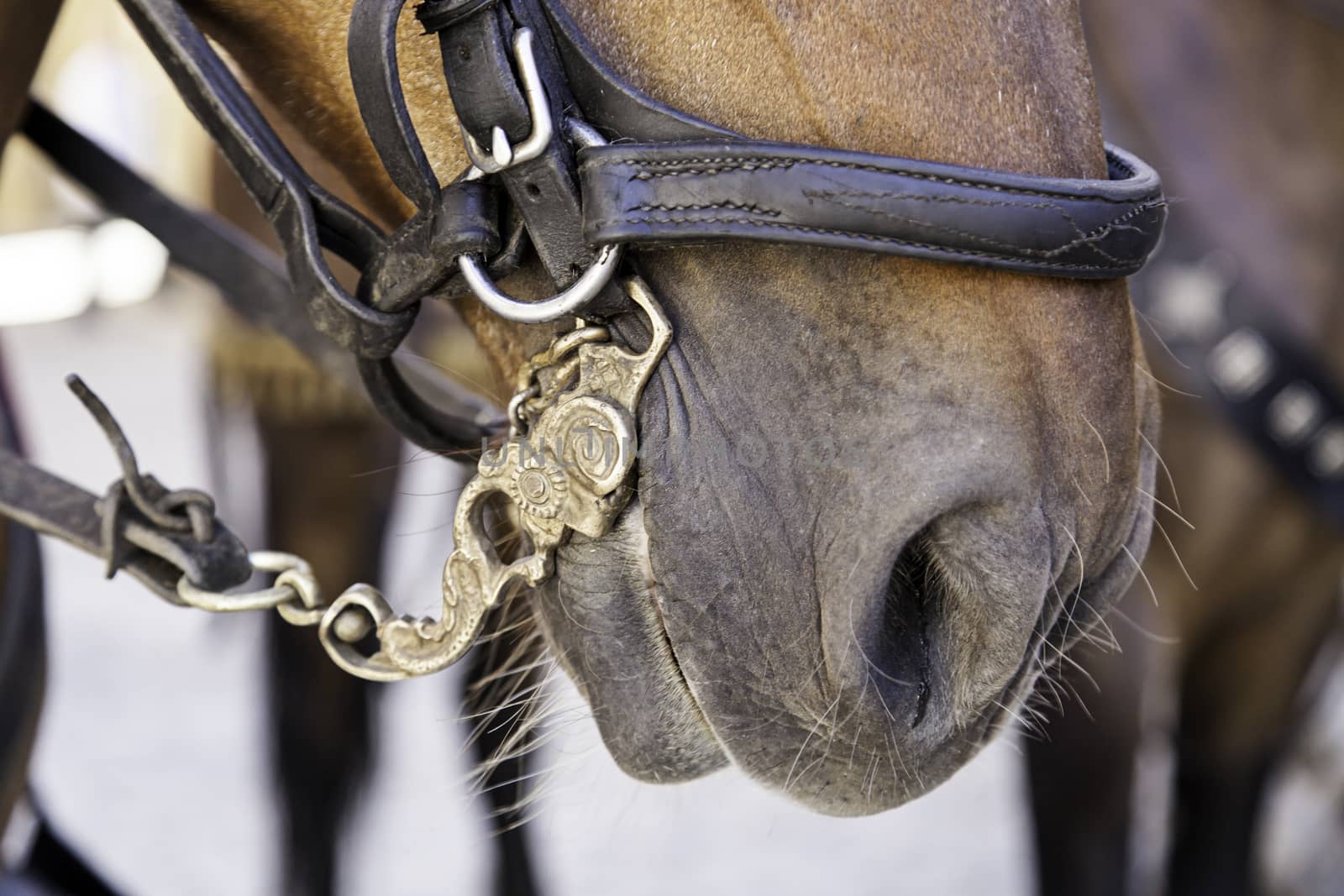 Head medieval horse, trained aniumal detail, mammal