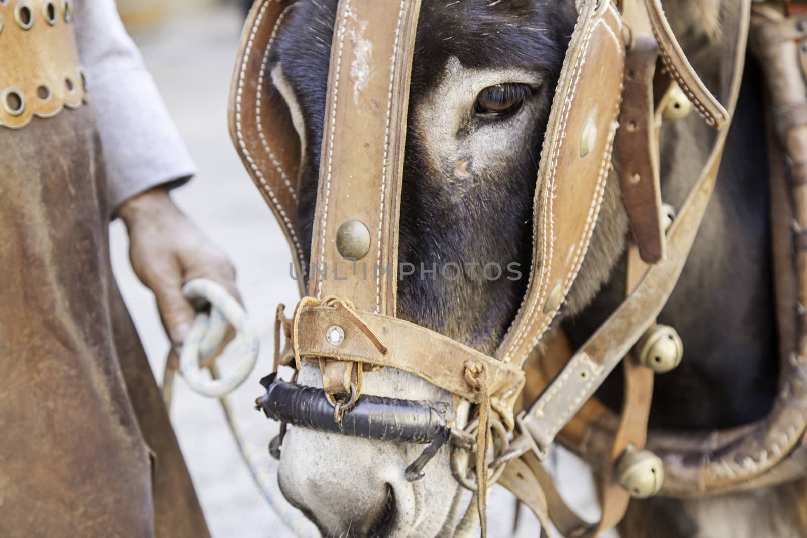 Donkey head by esebene