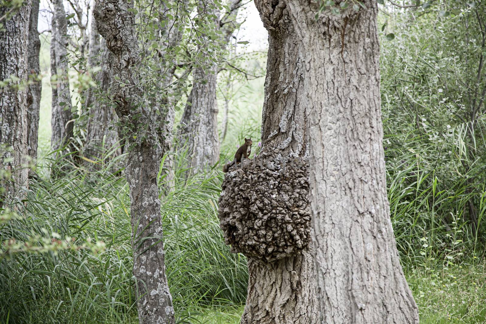 Squirrels climbing up a tree, detail of a wild animal in the wild