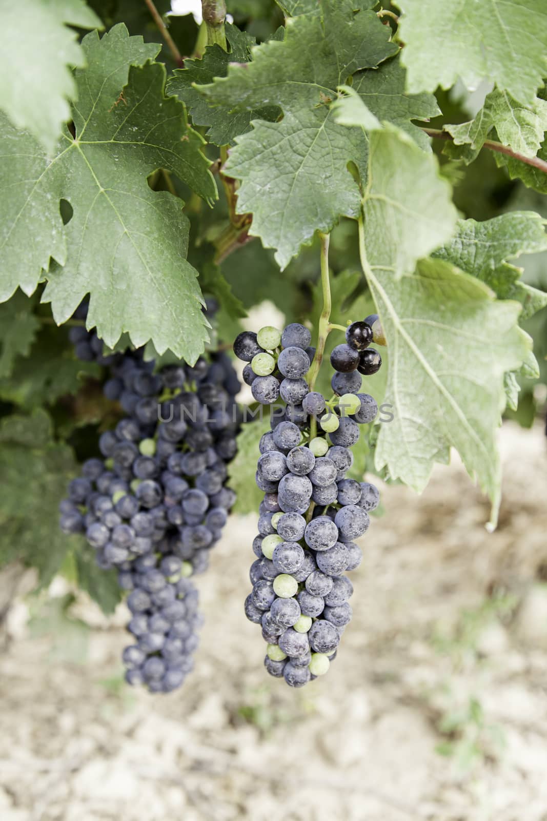 Black grapes in a vineyard detail of ripe fruit in the field