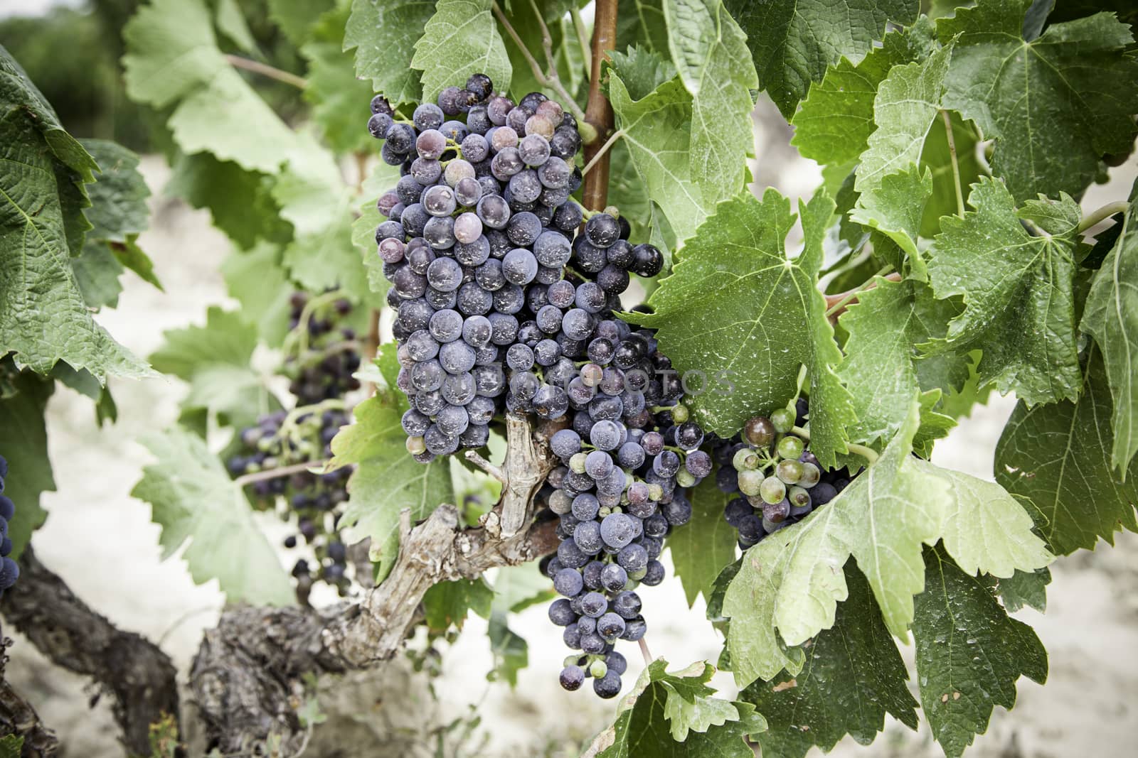 Black grapes in a vineyard detail of ripe fruit in the field