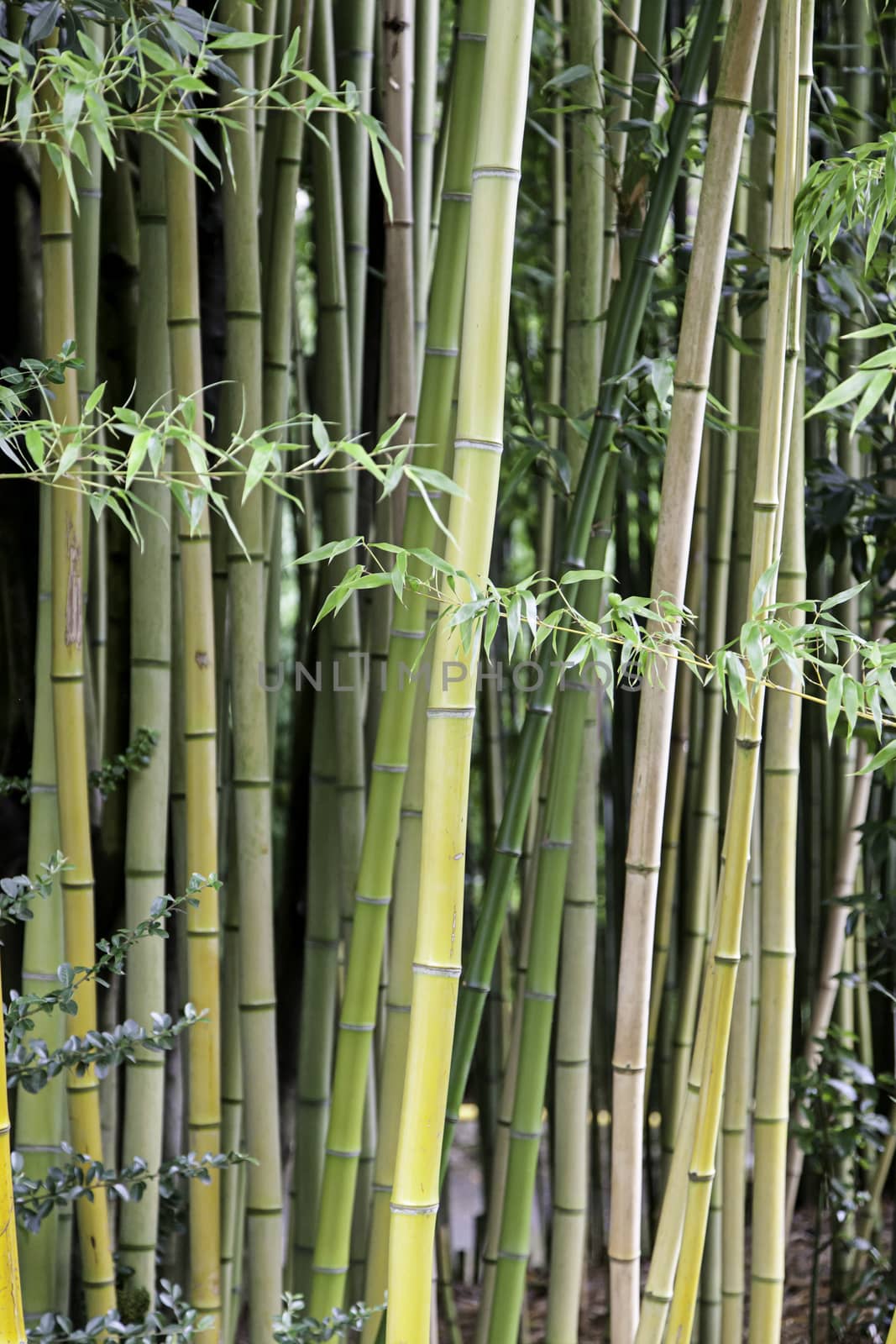 Bamboo plants, detail of a Japanese Zen garden
