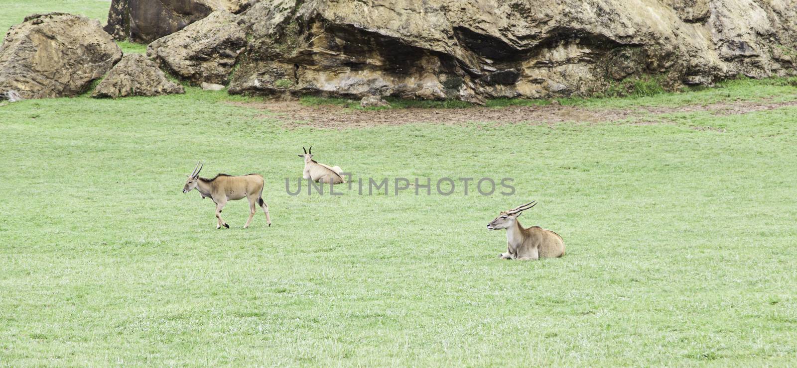 Wild antelopes, detail of mammals wild animals