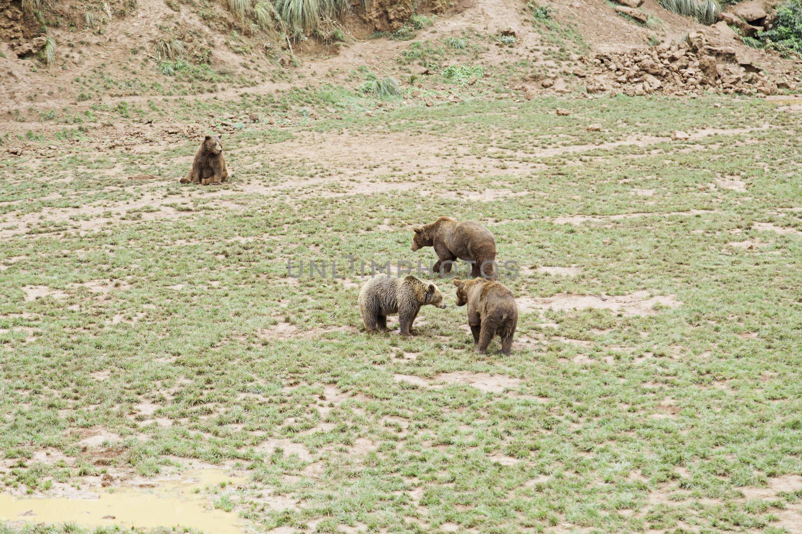 Wild grizzlies detail about wild animals, animal life