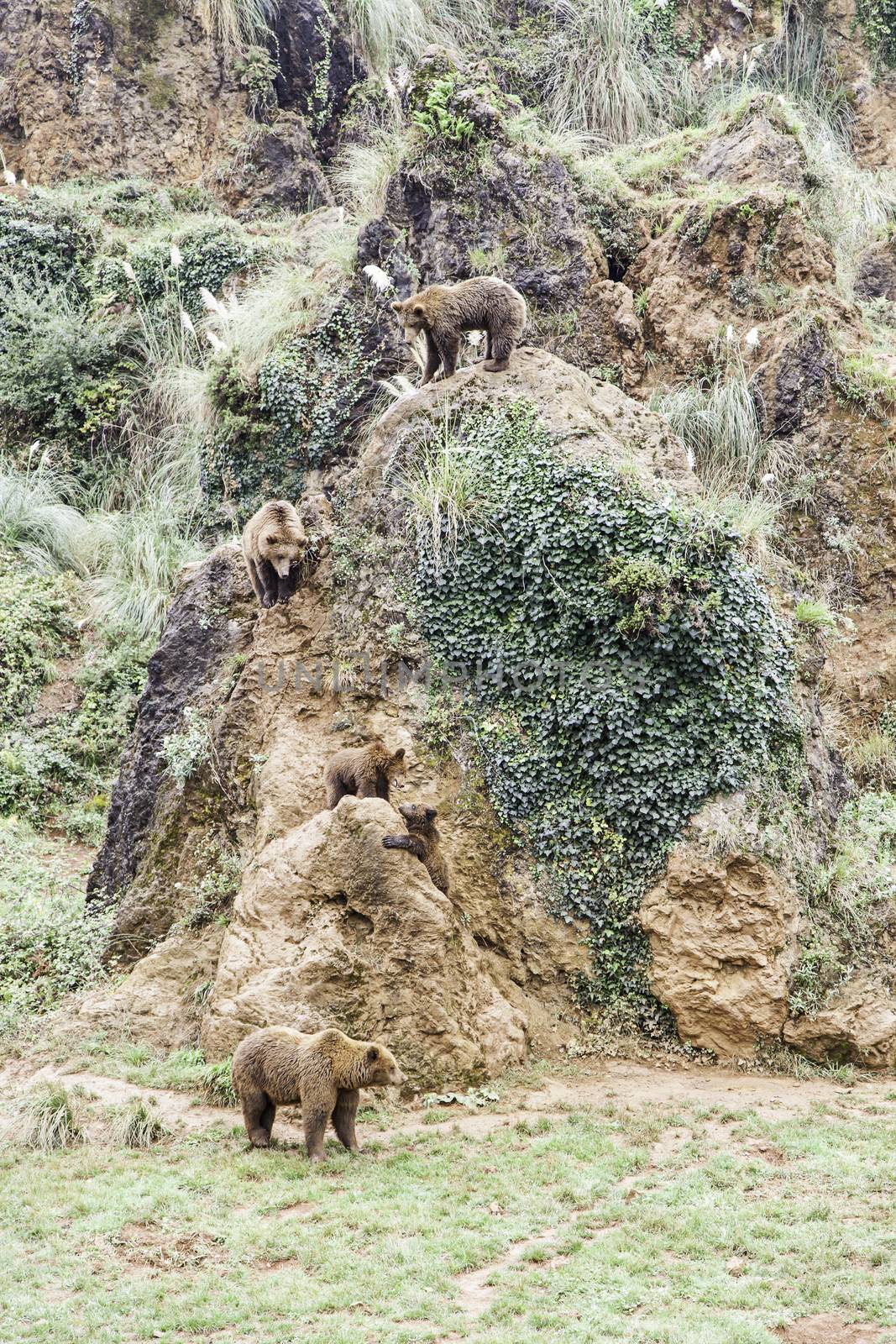 Wild grizzlies detail about wild animals, animal life