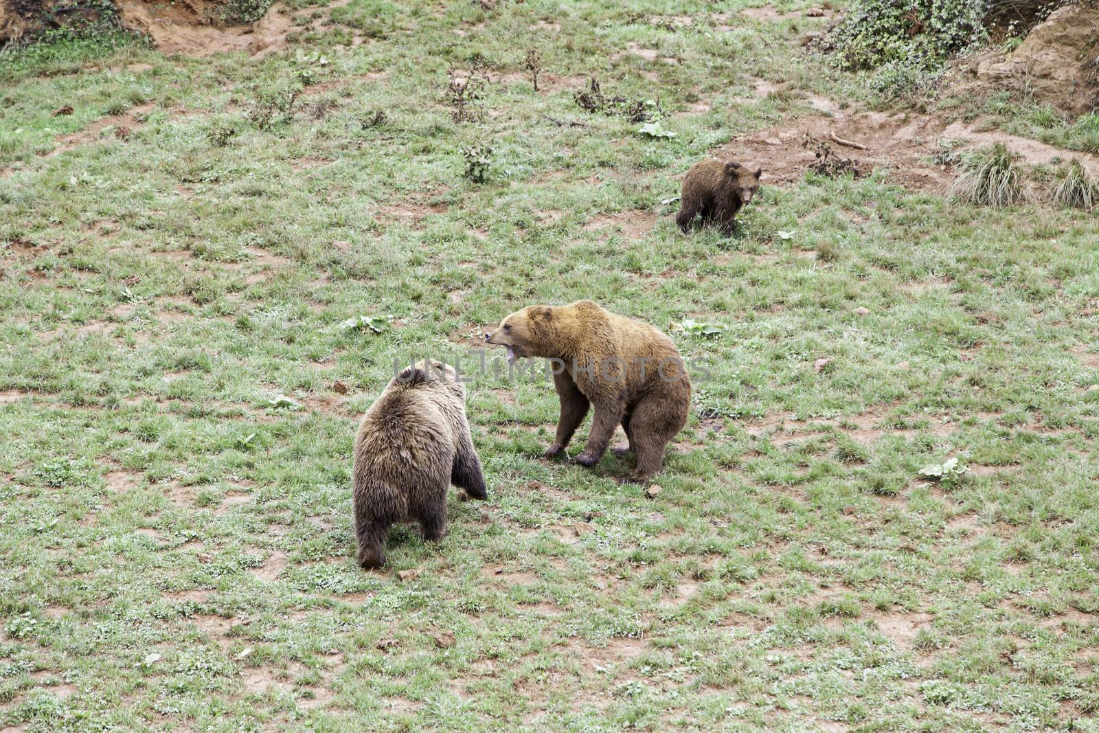 Wild grizzlies detail about wild animals, animal life