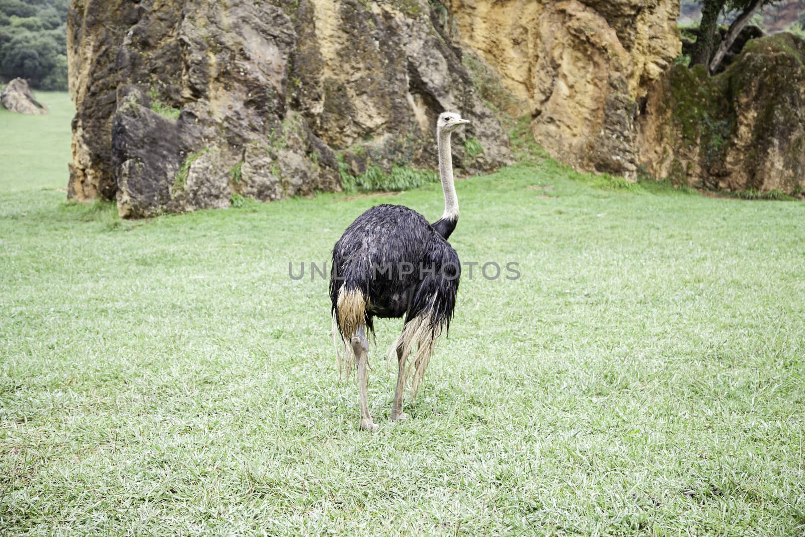 Wild ostrich, a bird detail released, wild and free