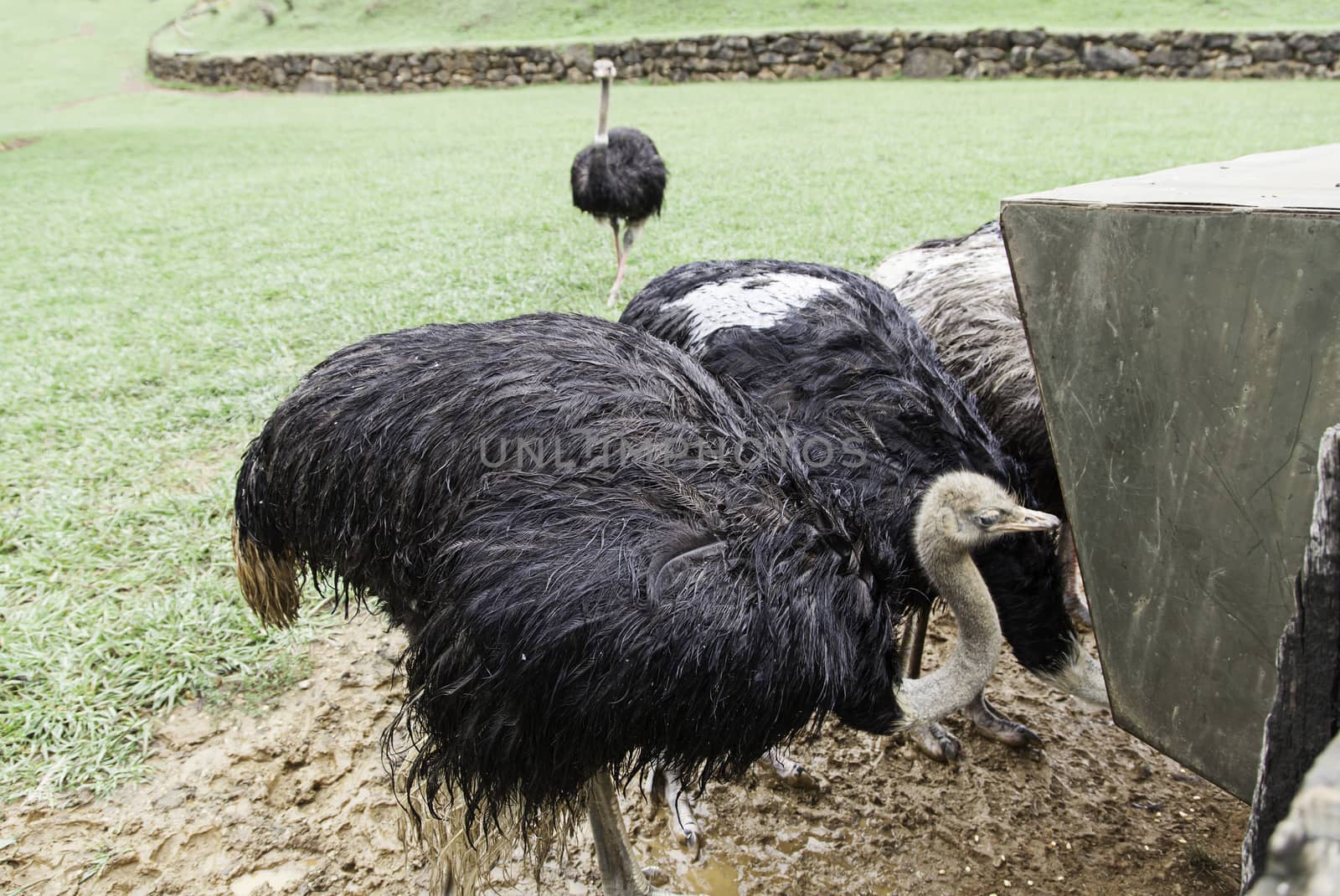 Wild ostrich by esebene