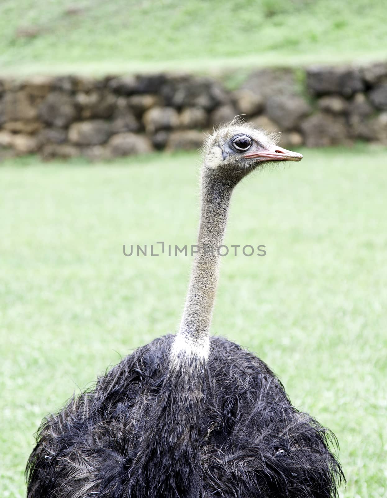 Wild ostrich, a bird detail released, wild and free