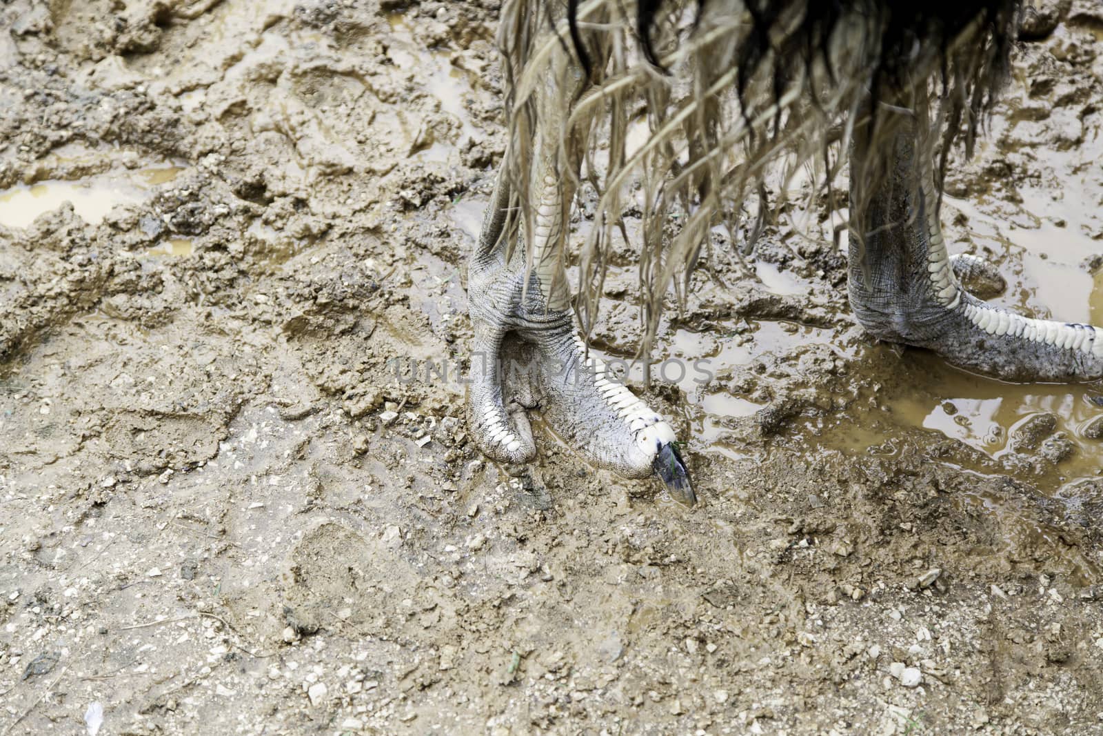 Ostrich legs, detail of a large bird wild