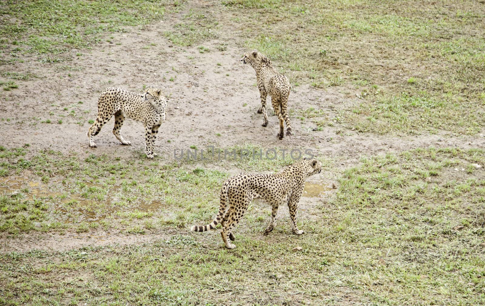 Wild cheetahs by esebene