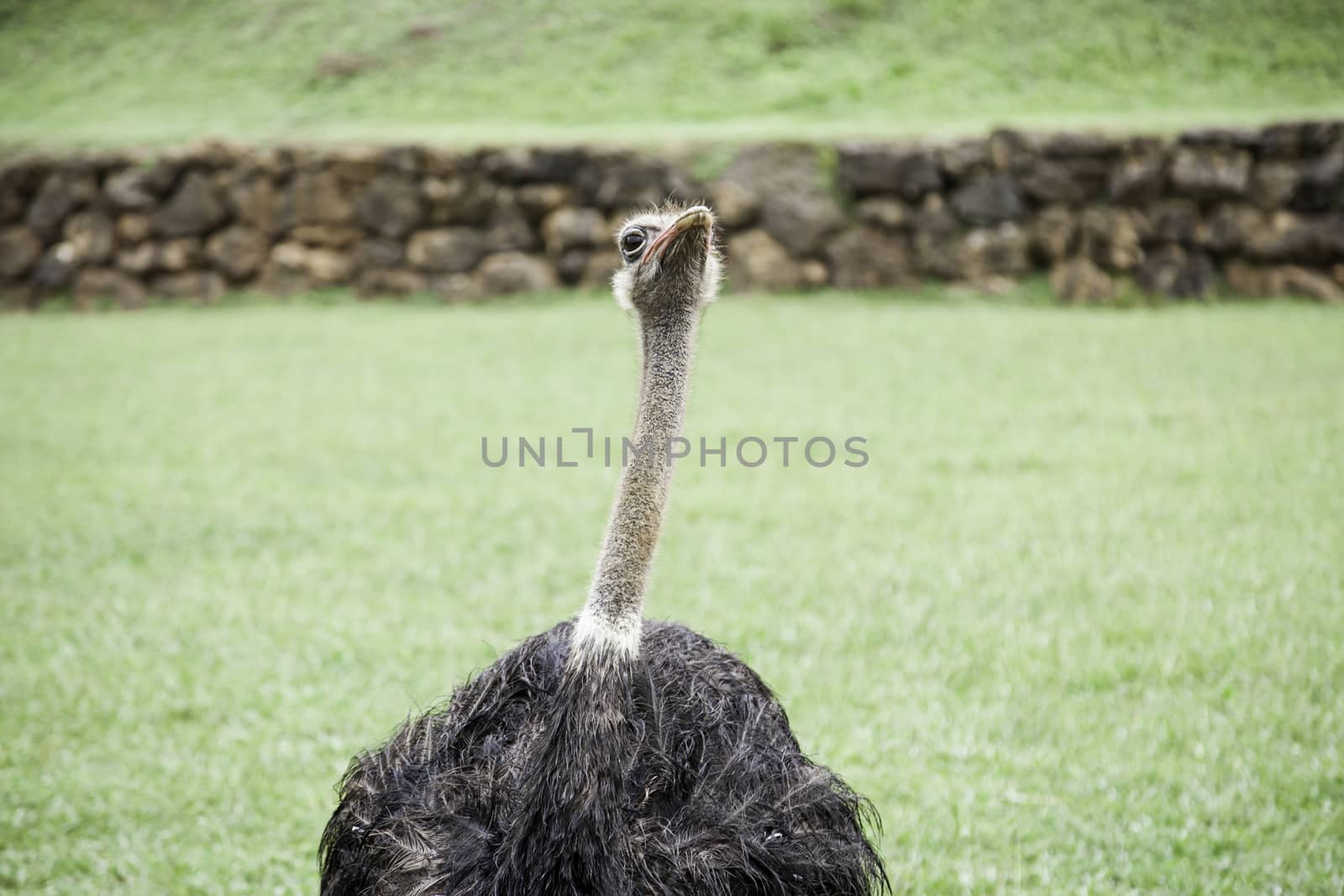 Wild ostrich, a bird detail released, wild and free