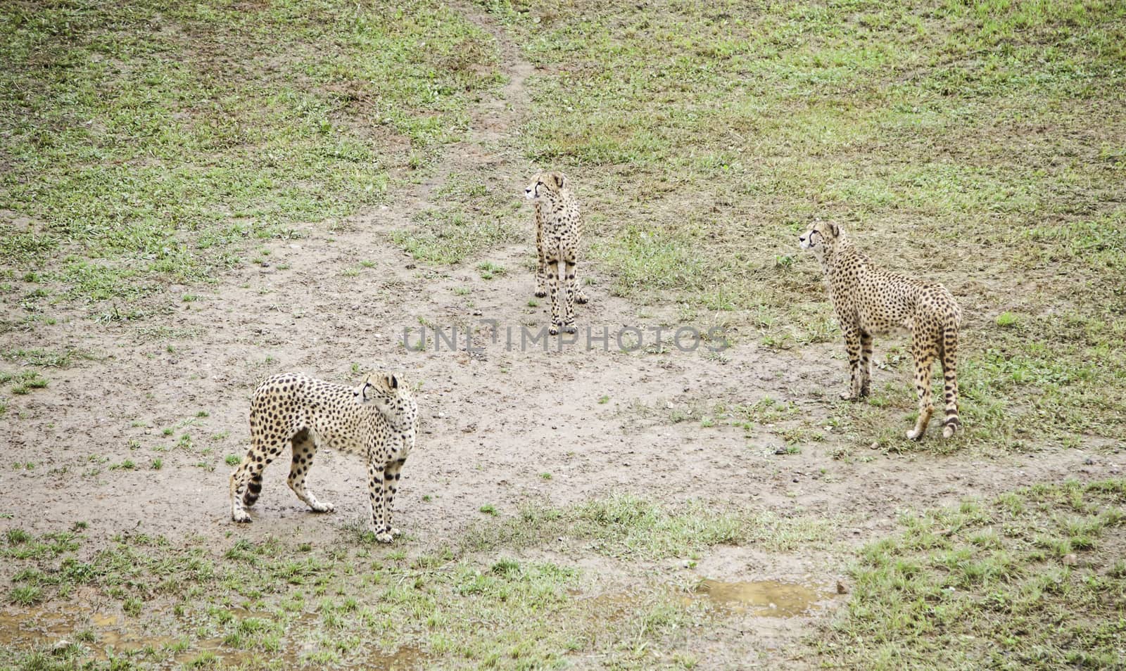 Wild cheetah detail feline in nature, wild predators