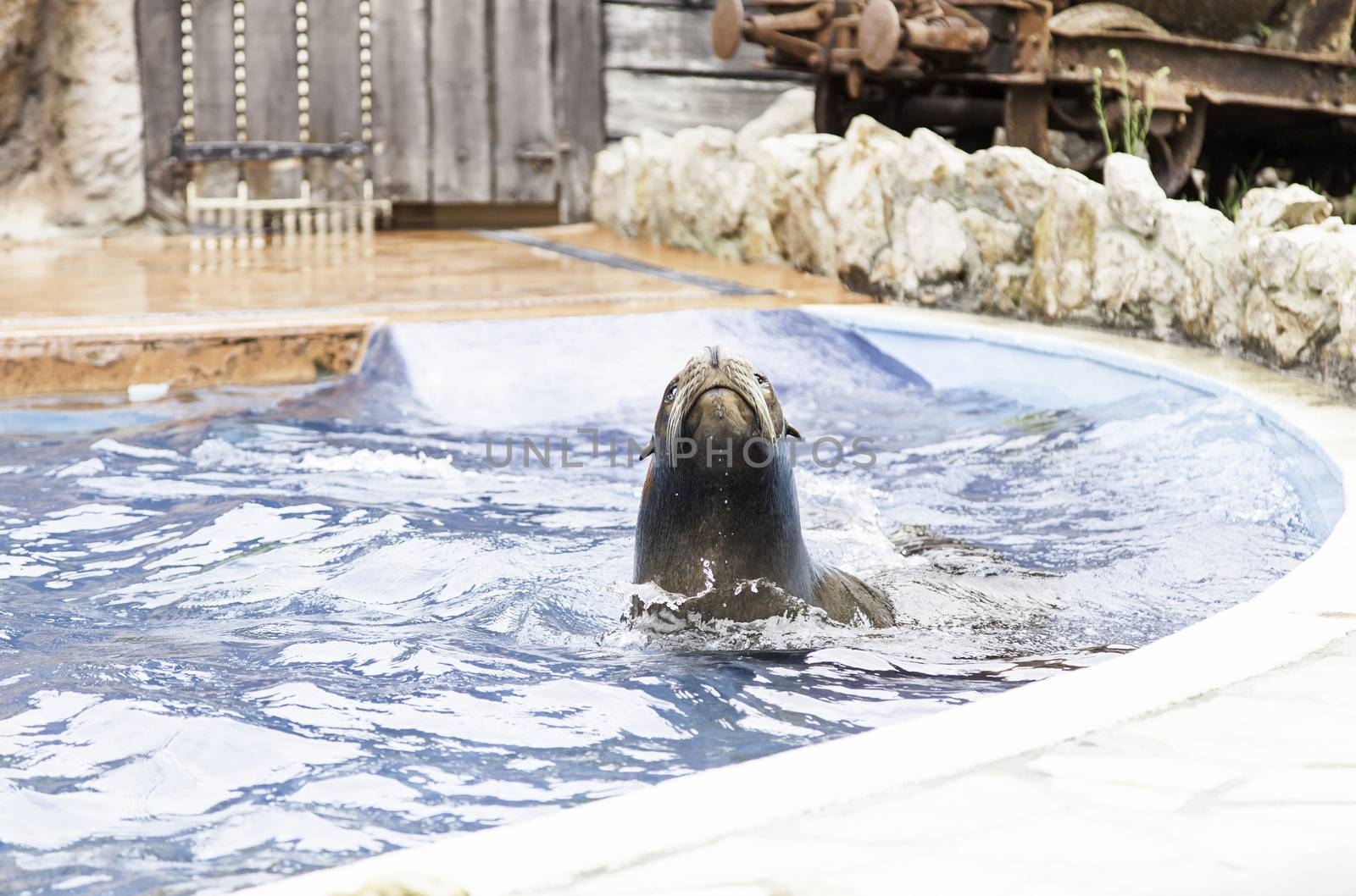 A sea lion show, a show with detail of marine animals
