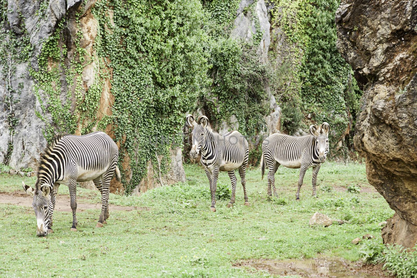 Wild zebras in nature, detail of a mammal.