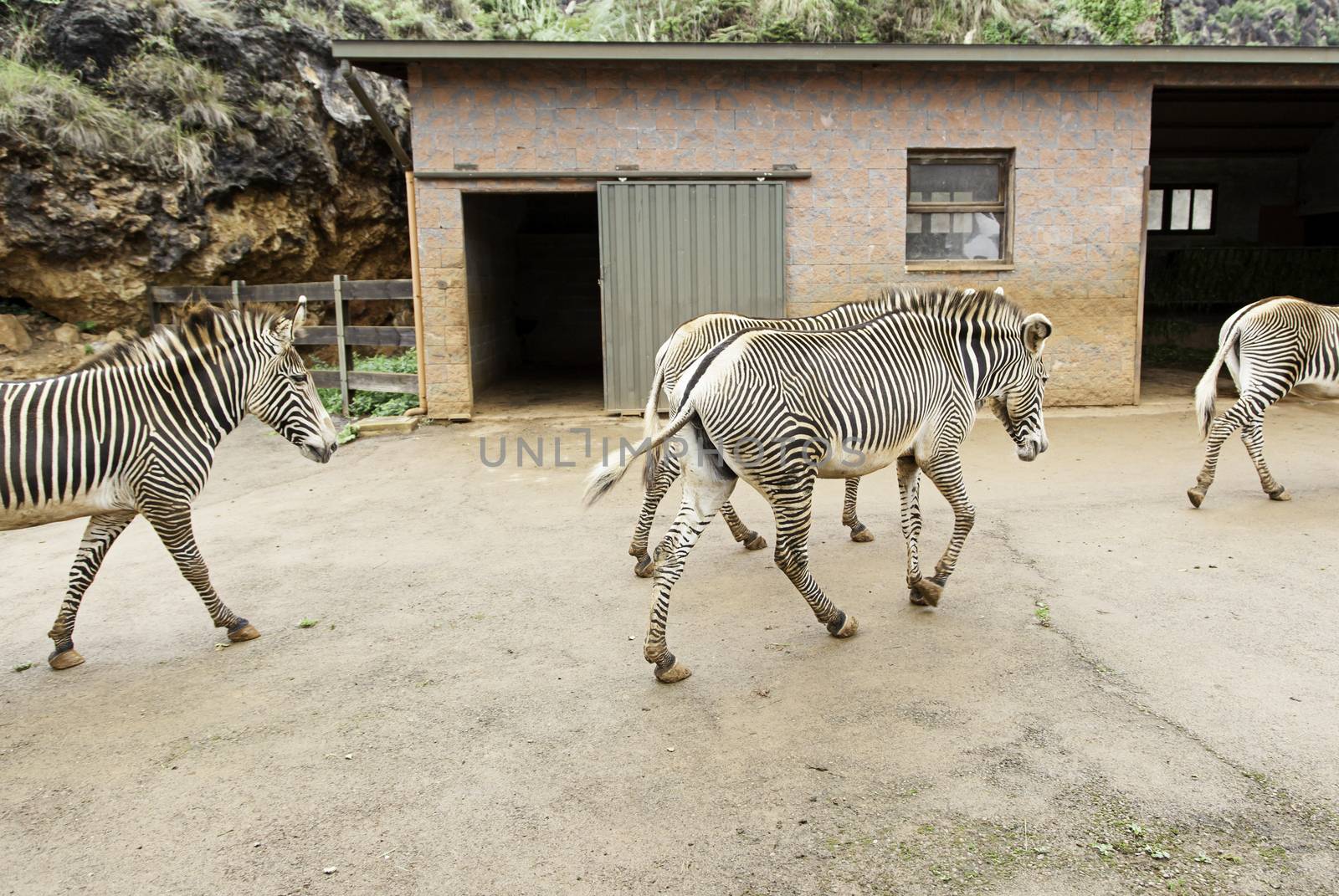 Wild zebras in the wild by esebene