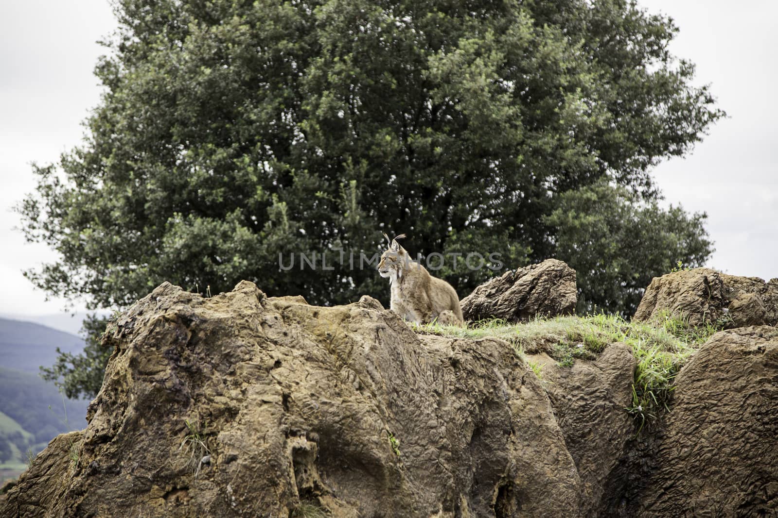 Wild lynx by esebene
