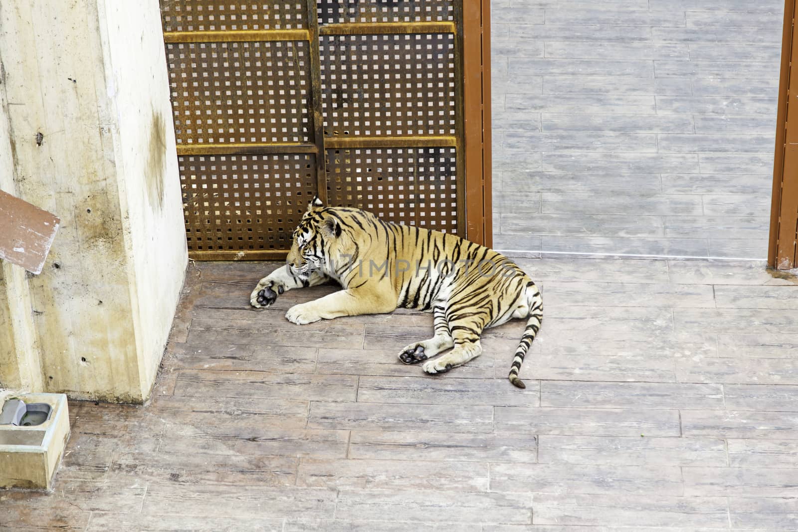 Tigers in a zoo, detail of a wild feline, dangerous animal