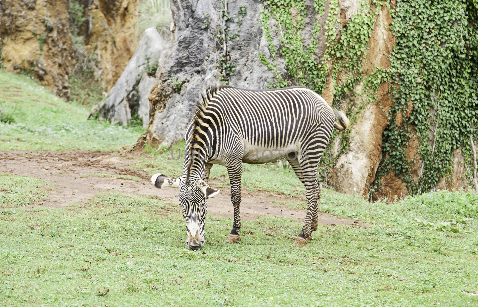 Wild zebras in nature, detail of a mammal.