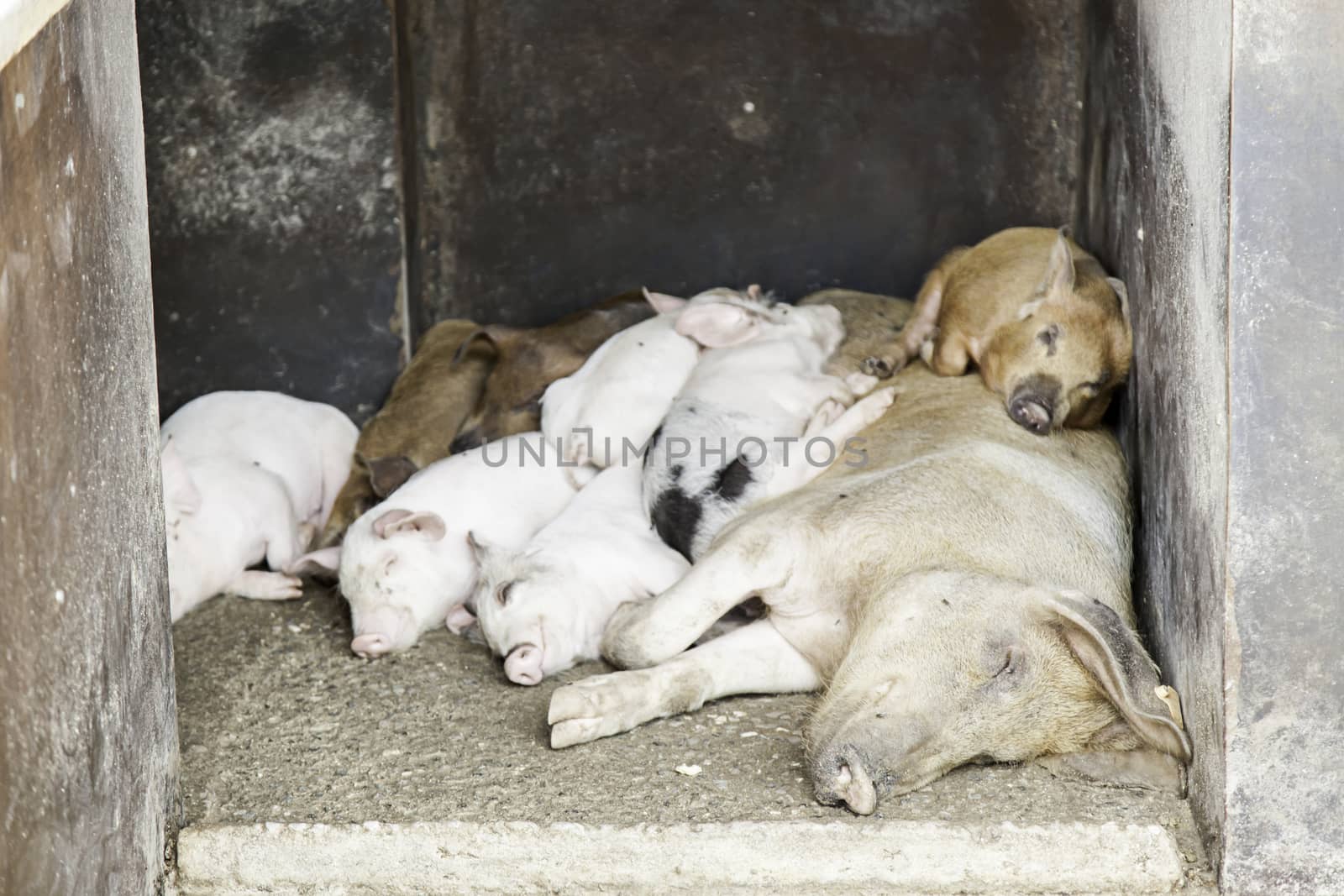 Pigs in a farm, detail about mammals