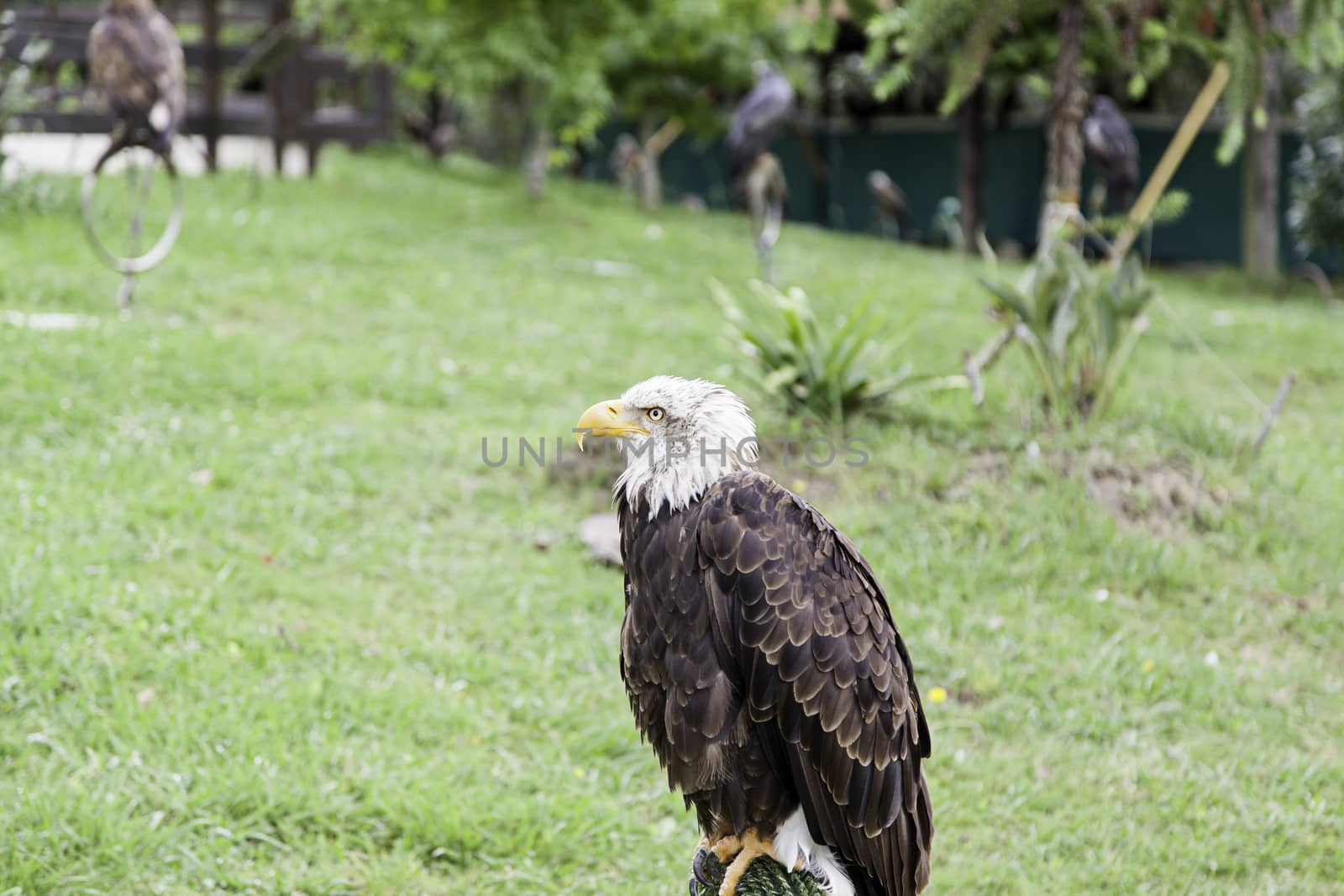 Captive wild eagle, a bird of prey detail