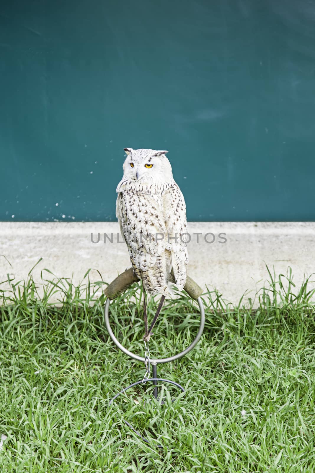 Owls in captivity by esebene