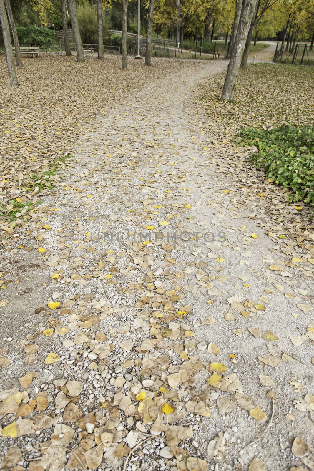 Autumn path in a forest, detail of fallen leaves, cold and nature